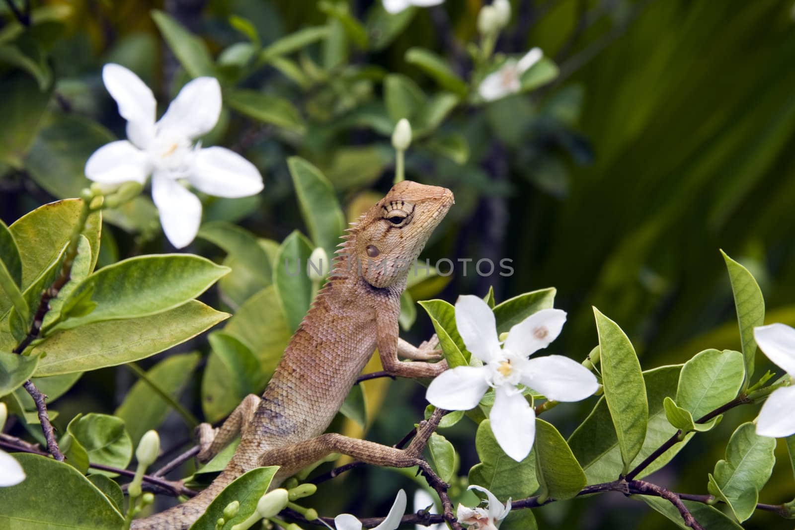 Garden Fence Lizard