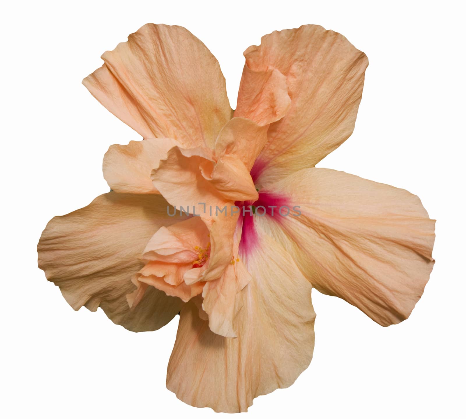 Double hibiscus flower on white background
