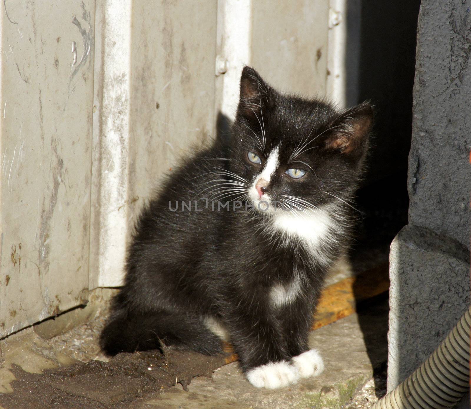 Small kitten with white tips of paws