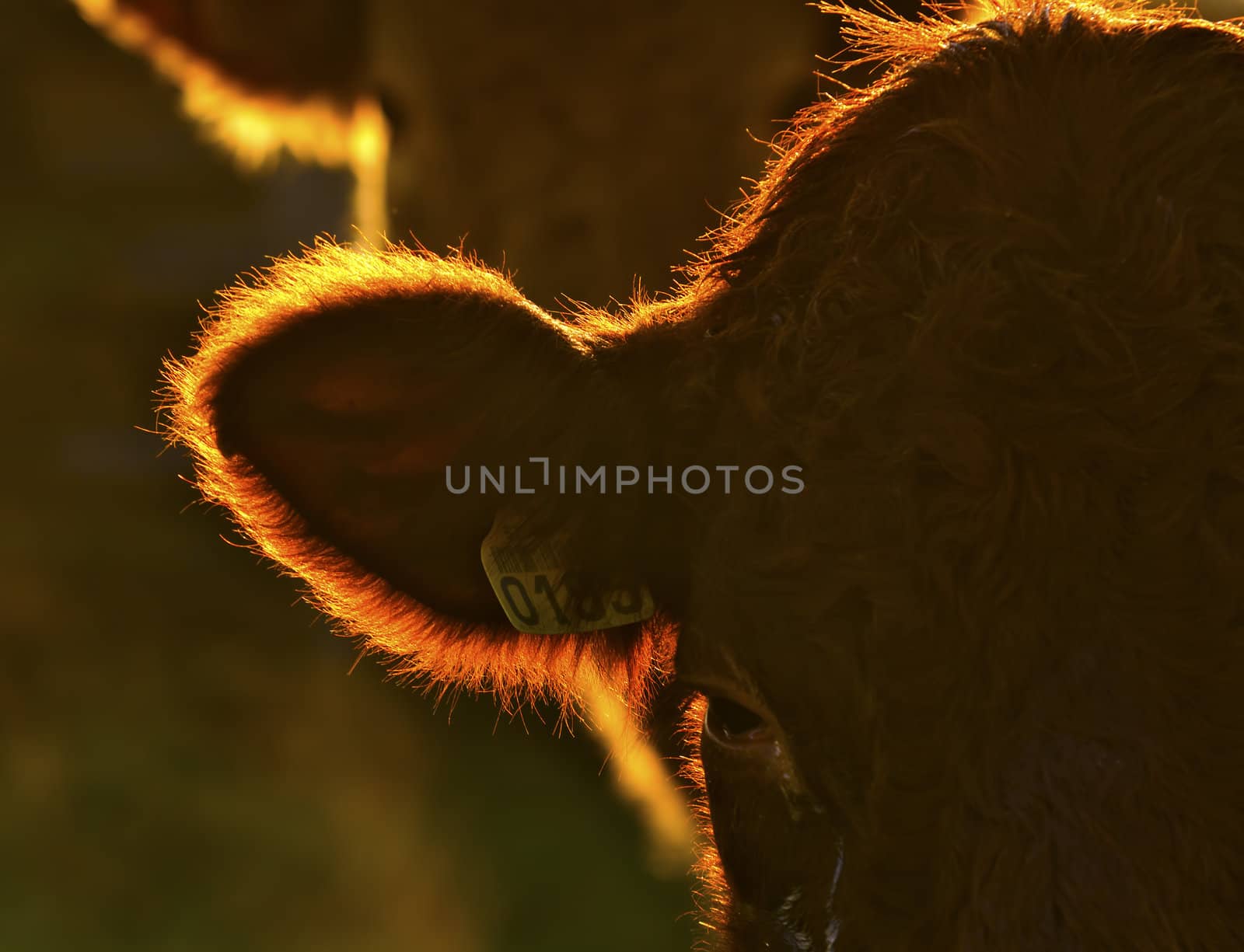 Head of an ox.