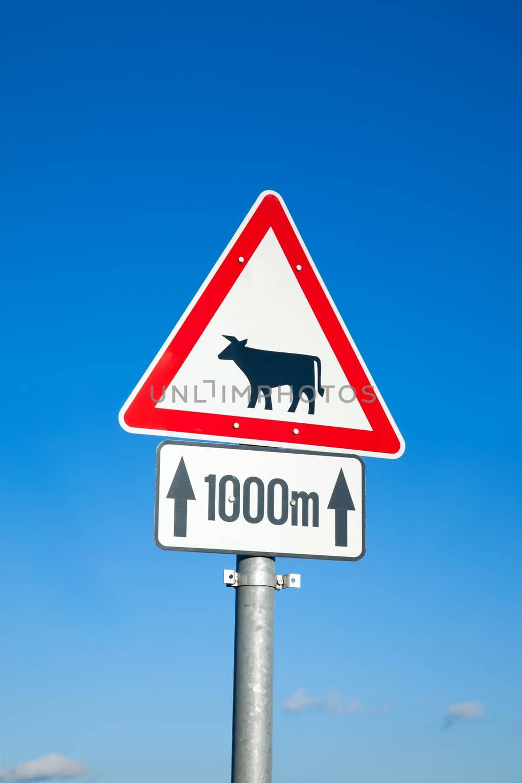 Traffic sign warns about possible cows ahead