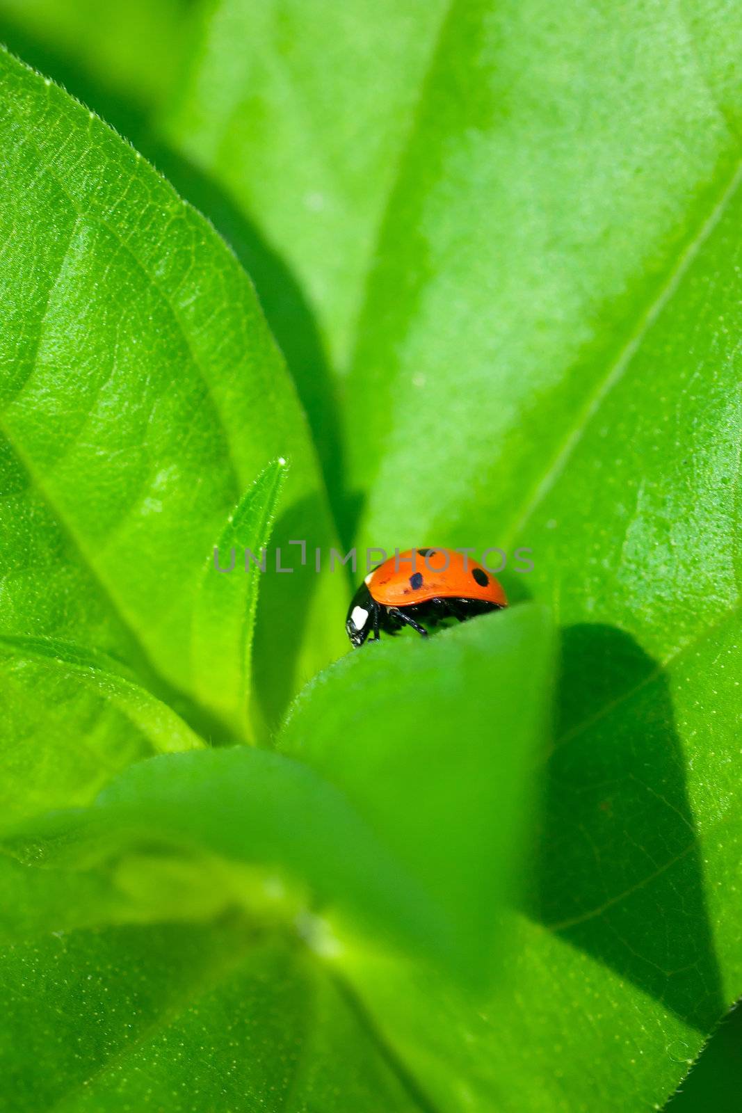 Macro view of ladybug sitting on a green leaf