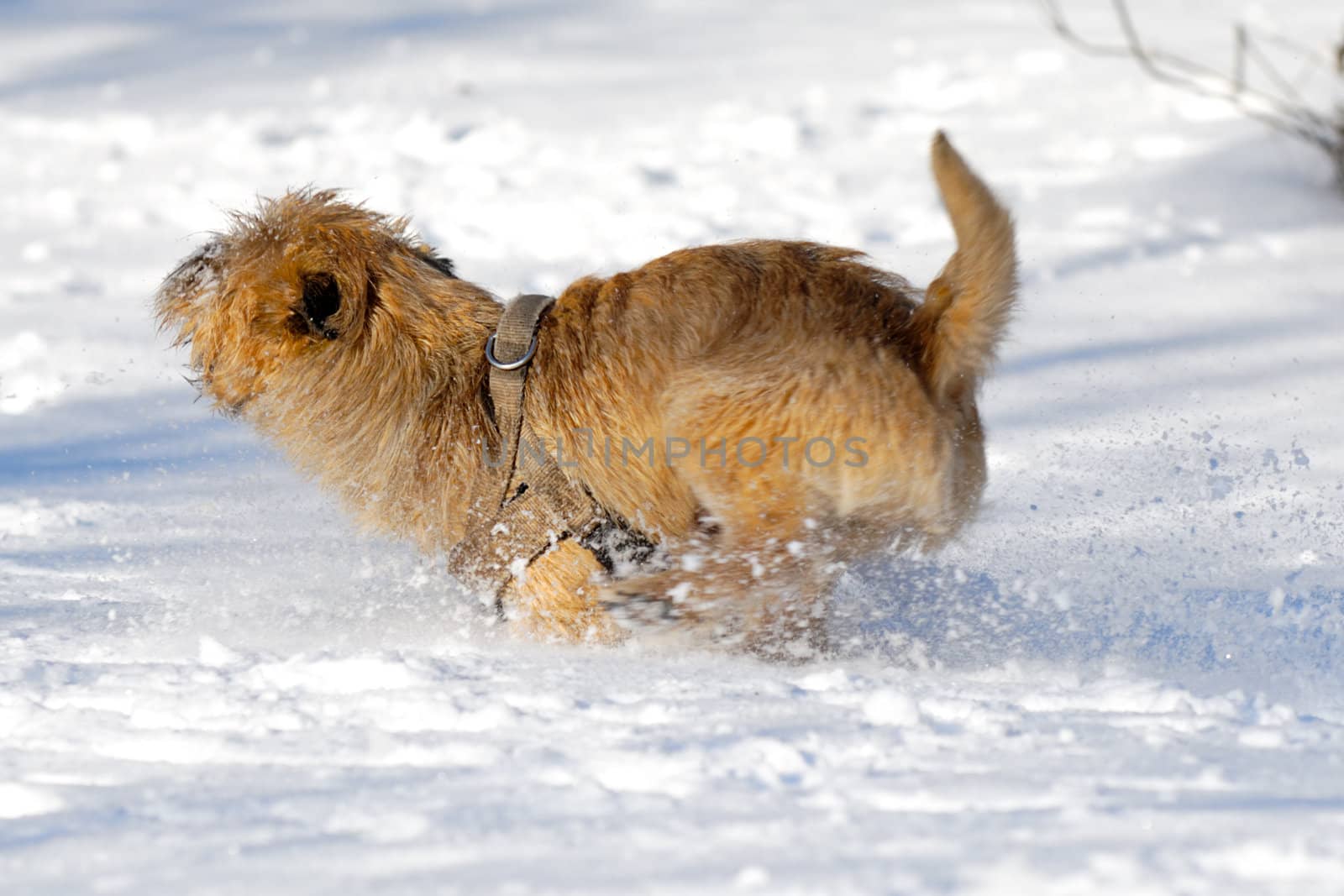 Dog is running very fast in the snow. The breed of the dog is a Cairn Terrier. Note motion blur.