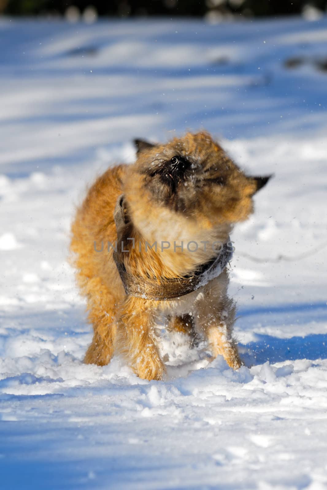 Dog is shaking snow off at winters day. Motion blur. The breed of the dog is a Cairn Terrier. 