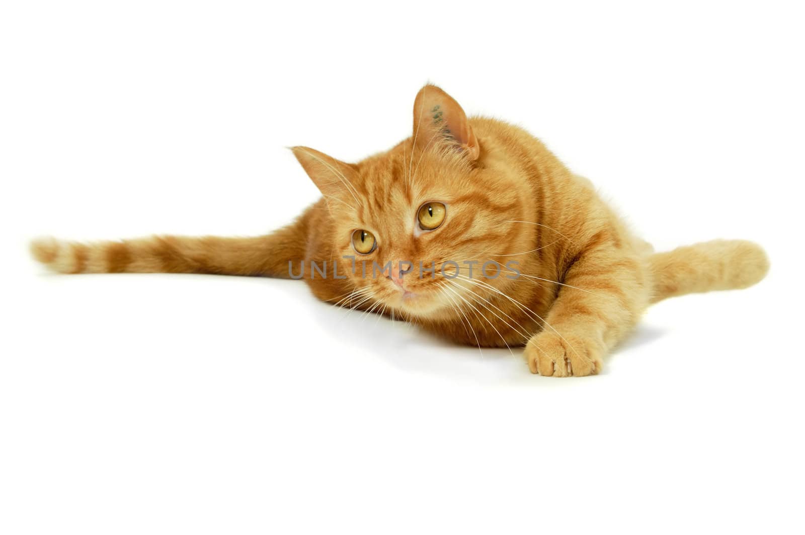 Red cat is resting on a white background looking at something