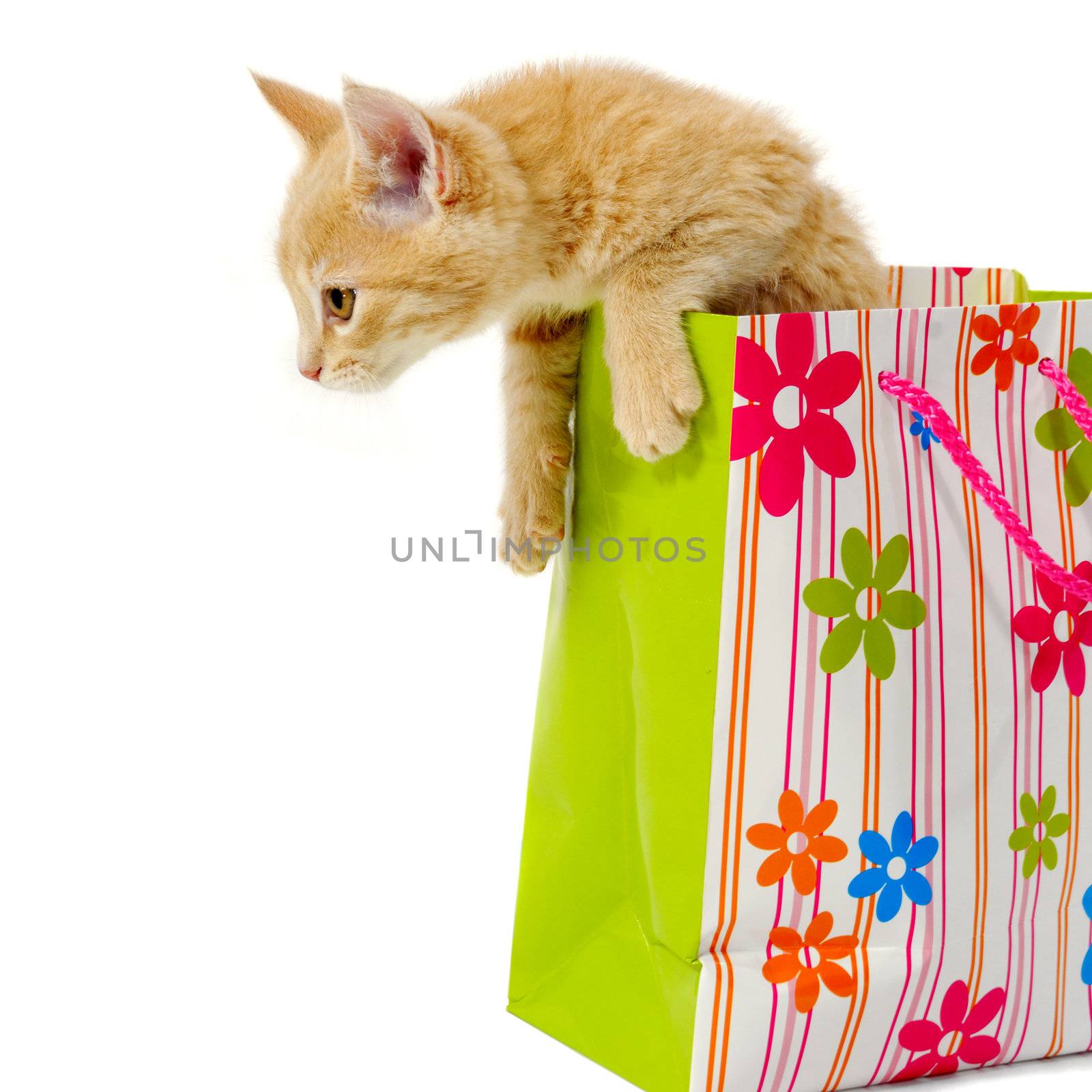 Kitten and shopping bag by cfoto