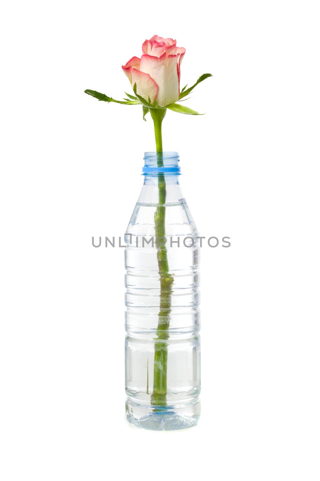 A rose in a bottle taken on a white background