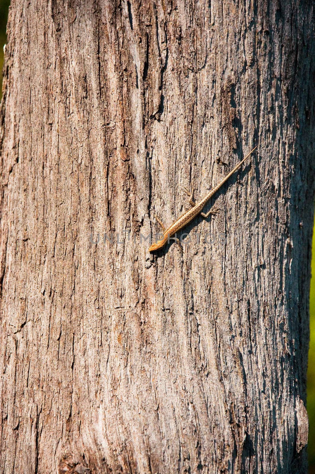 camouflaged lizard on the trunk, australia