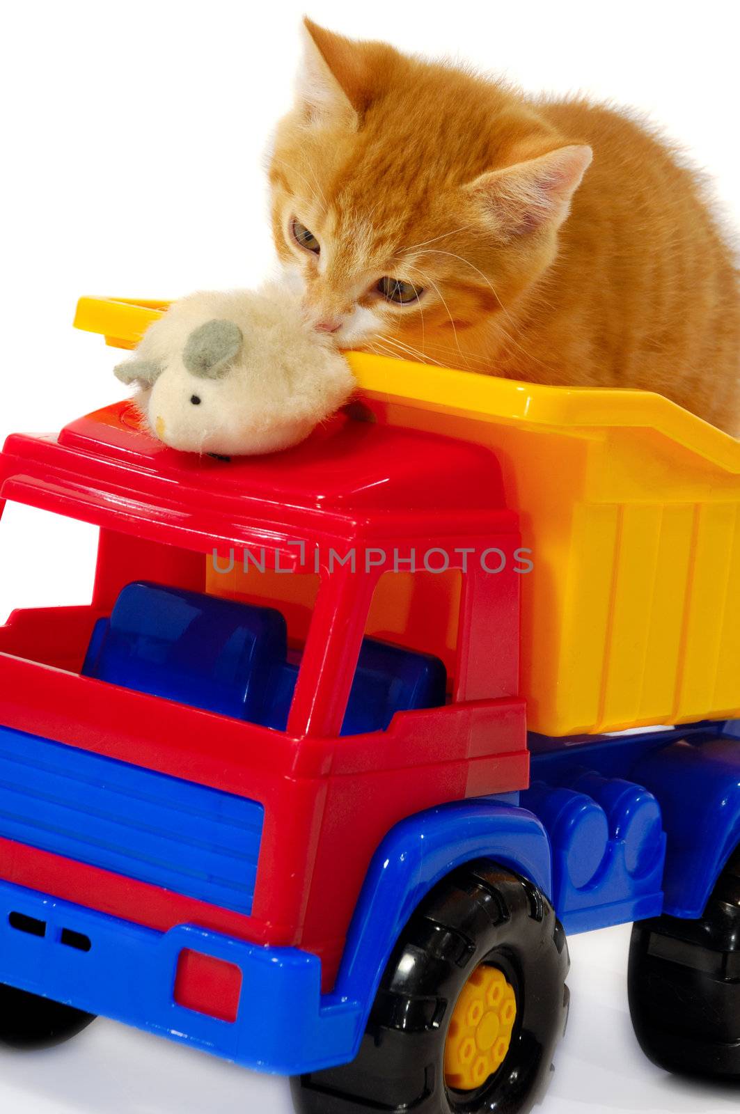 Kitten palying with mouse by cfoto