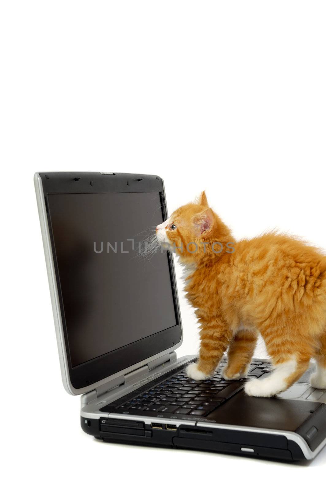 Sweet kitten is looking at the screen on a laptop. Taken on a white background.