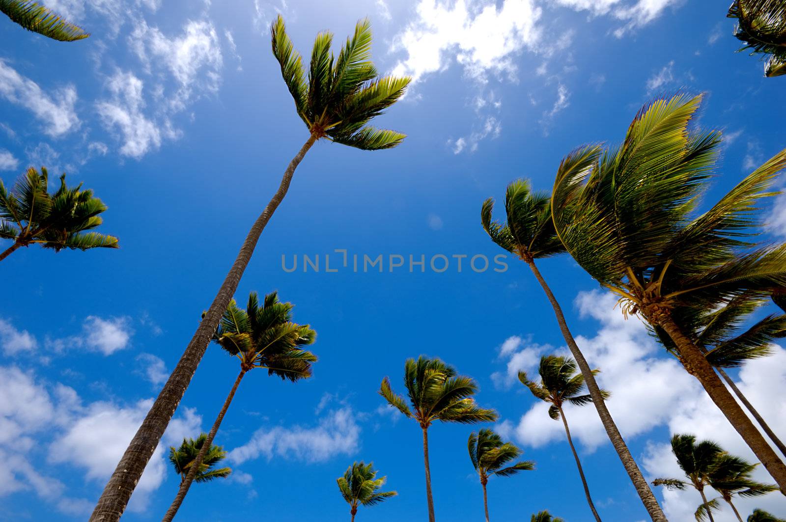 Manny plam trees and a blue sky in the background.