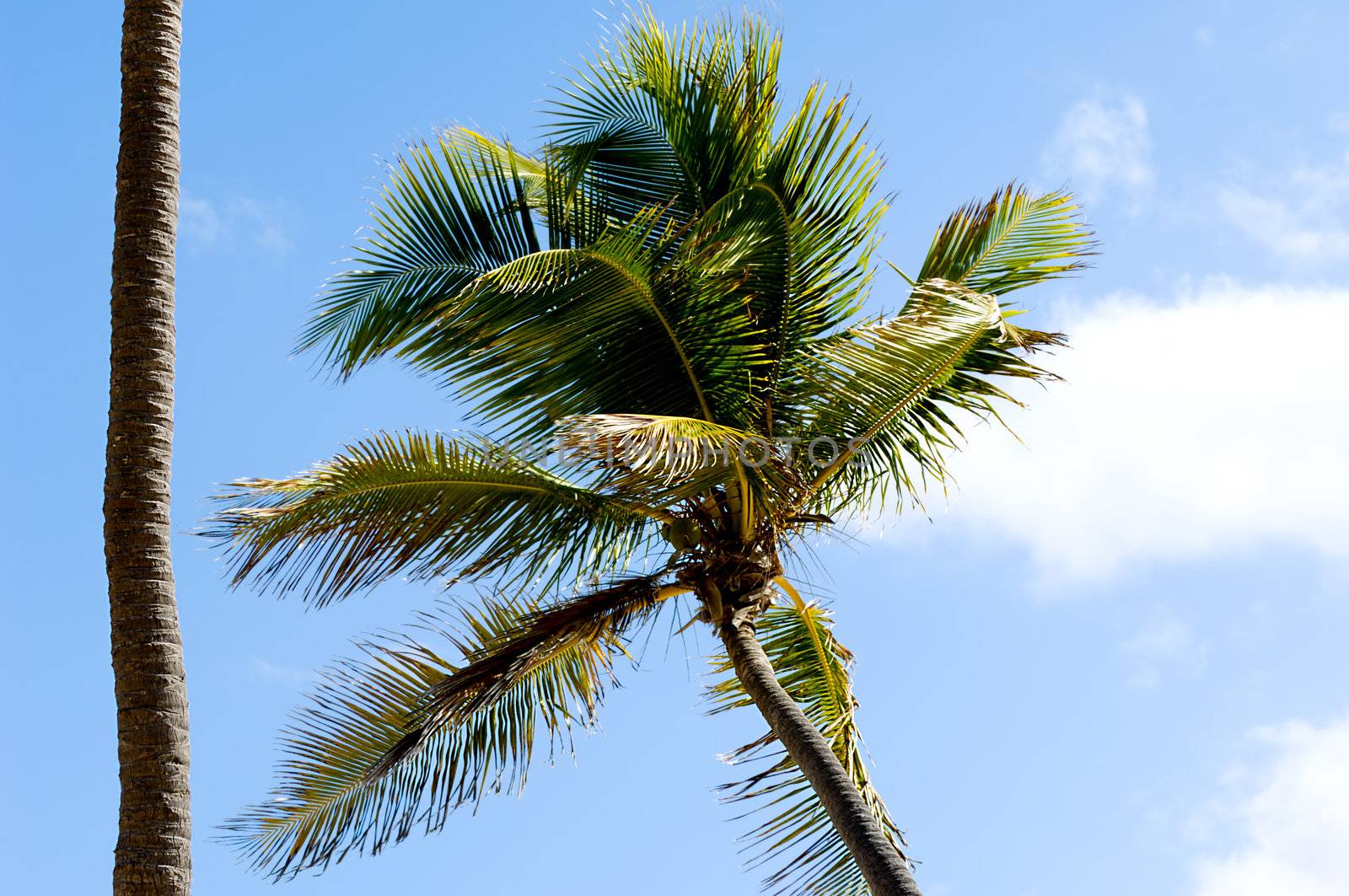 Palms and a blue and cloudy sky