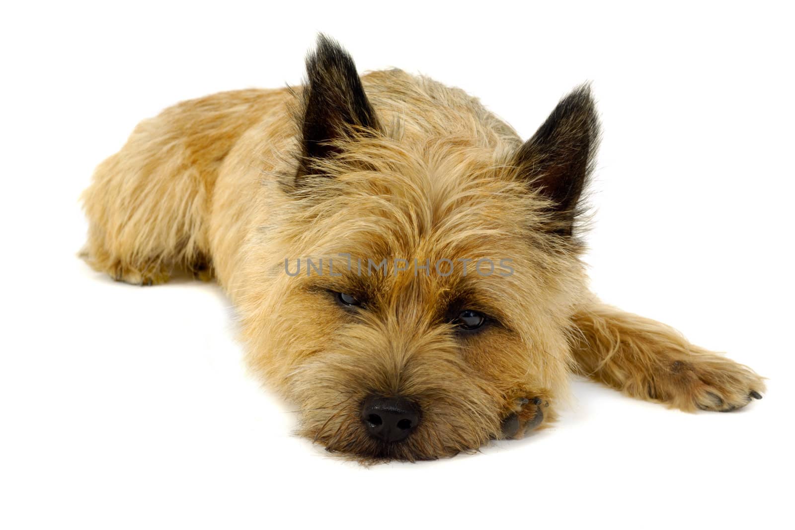 Sweet puppy dog is resting on a white background. The breed of the dog is a Cairn Terrier.