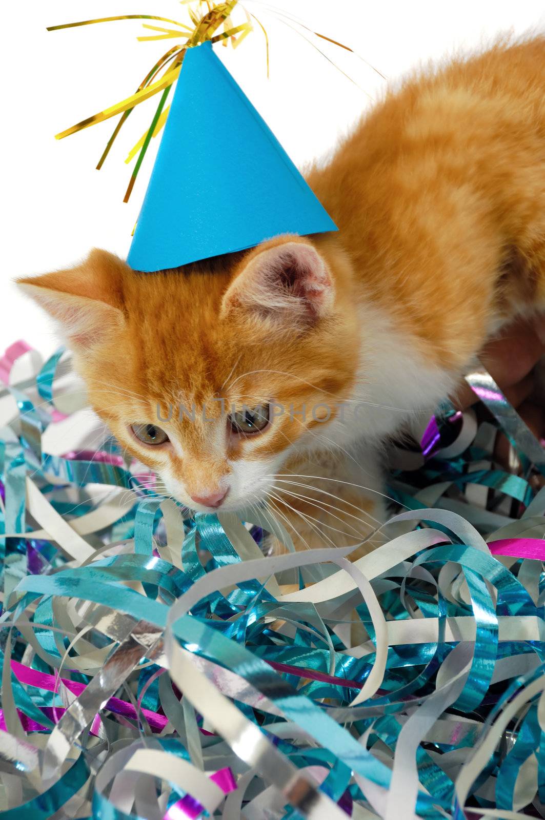 Sweet cat kitten with hat in confetti