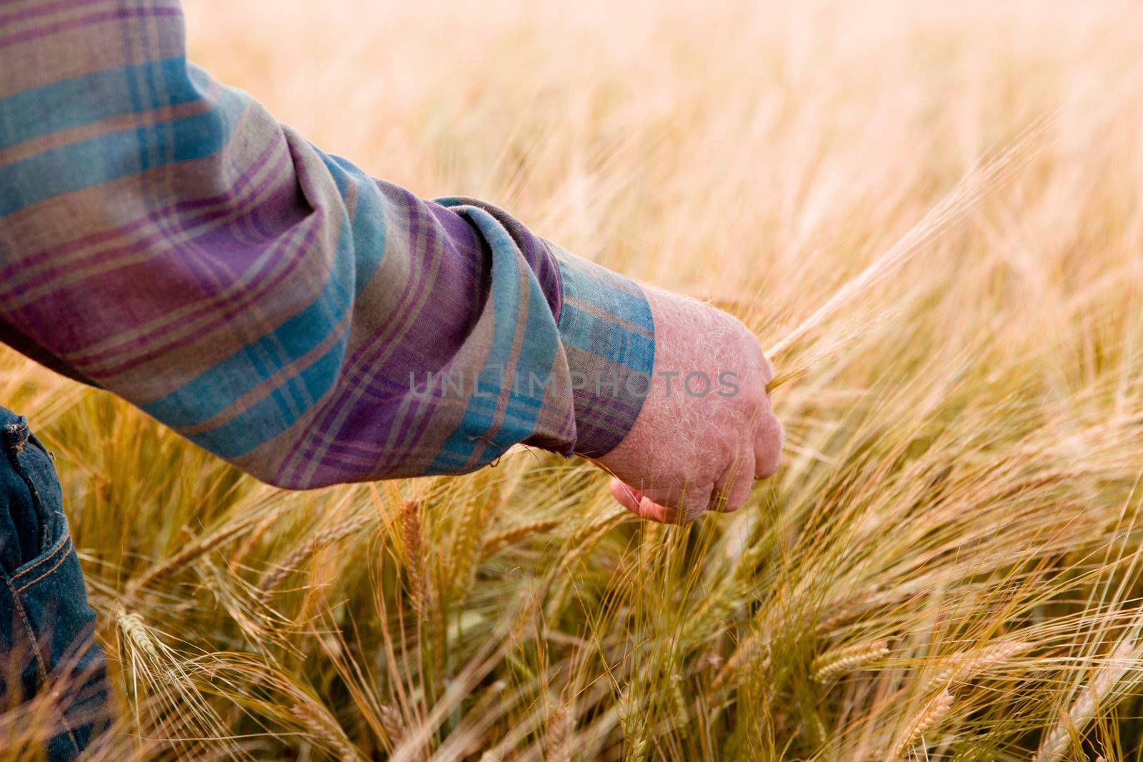 A farmer's hand looking at wheat ready to harvest