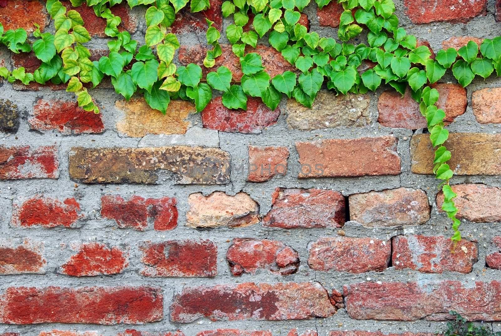 old red brick wall surface with green ivy branch