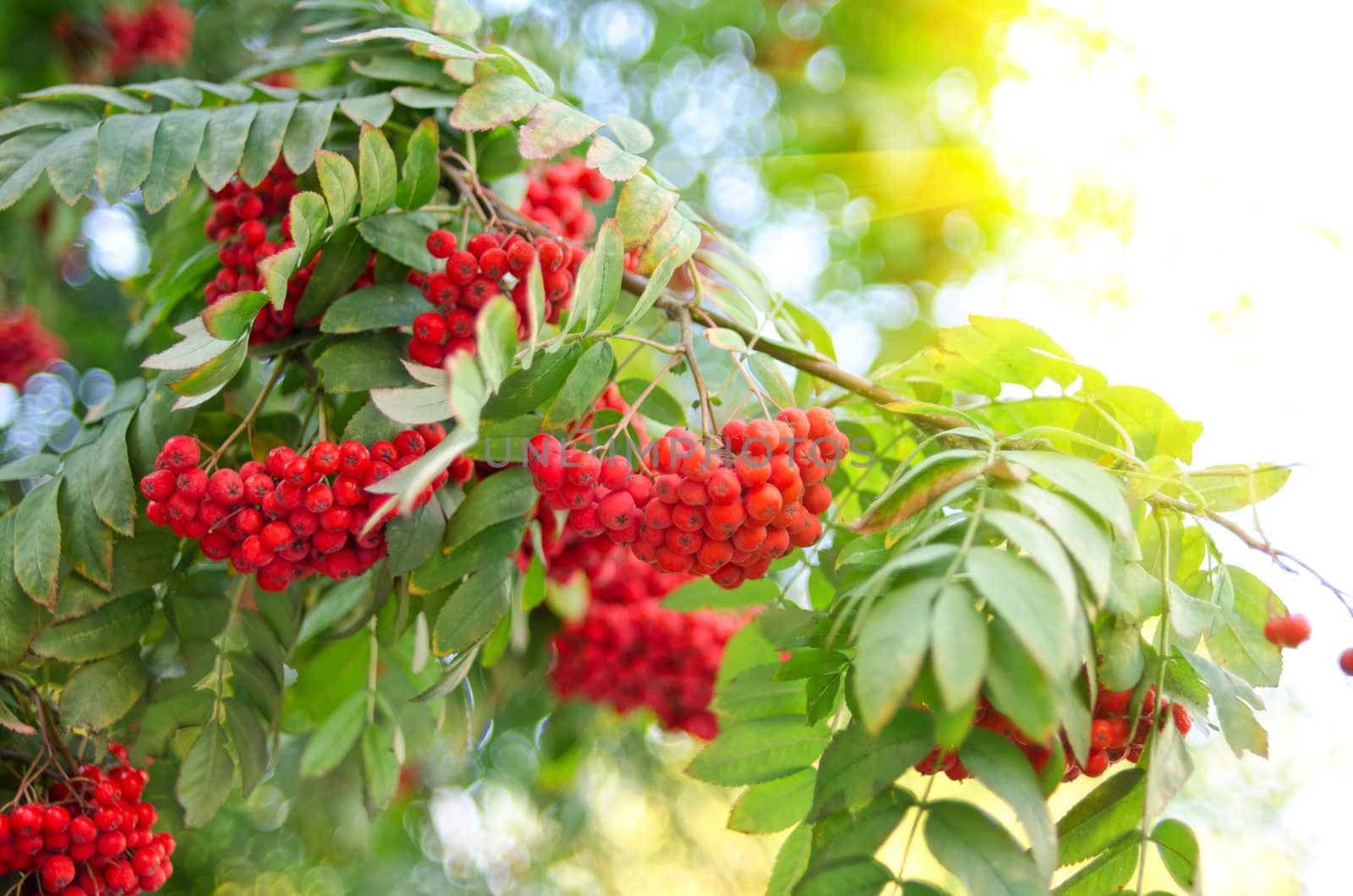 Bright rowan berries with leafs on a tree