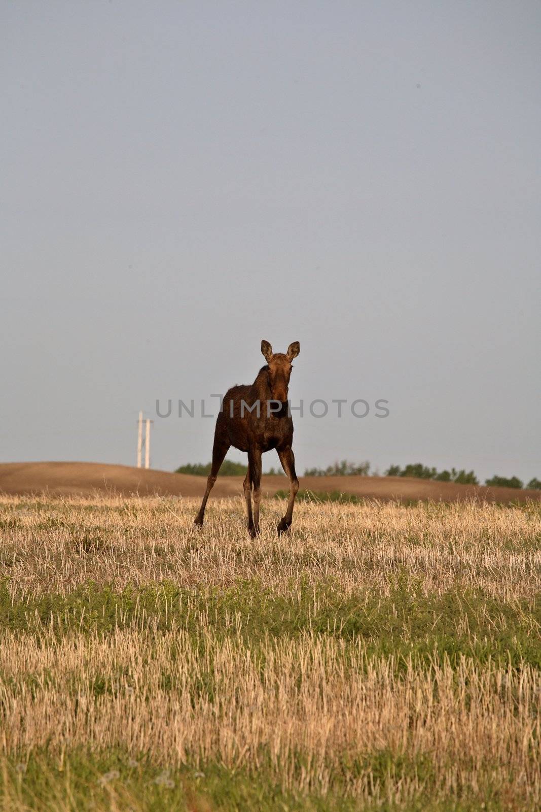 Moose (Alces alces americanus) is distinguished from other members of Cervidae by the form of the antlers of its males. These arise as cylindrical beams projecting on each side at right angles to the middle line of the skull,