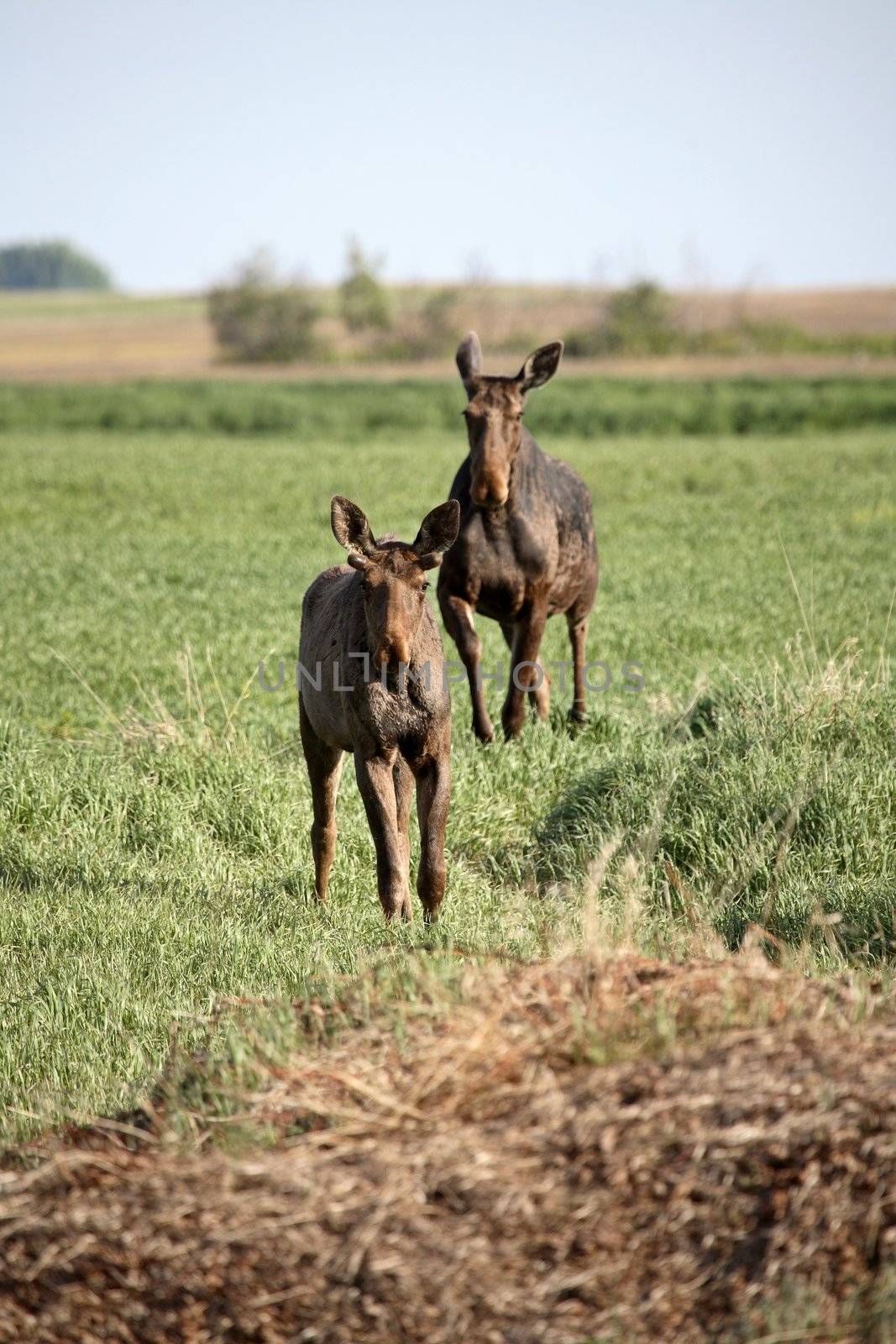 Female moose with male yearling in Saskatchewan field by pictureguy