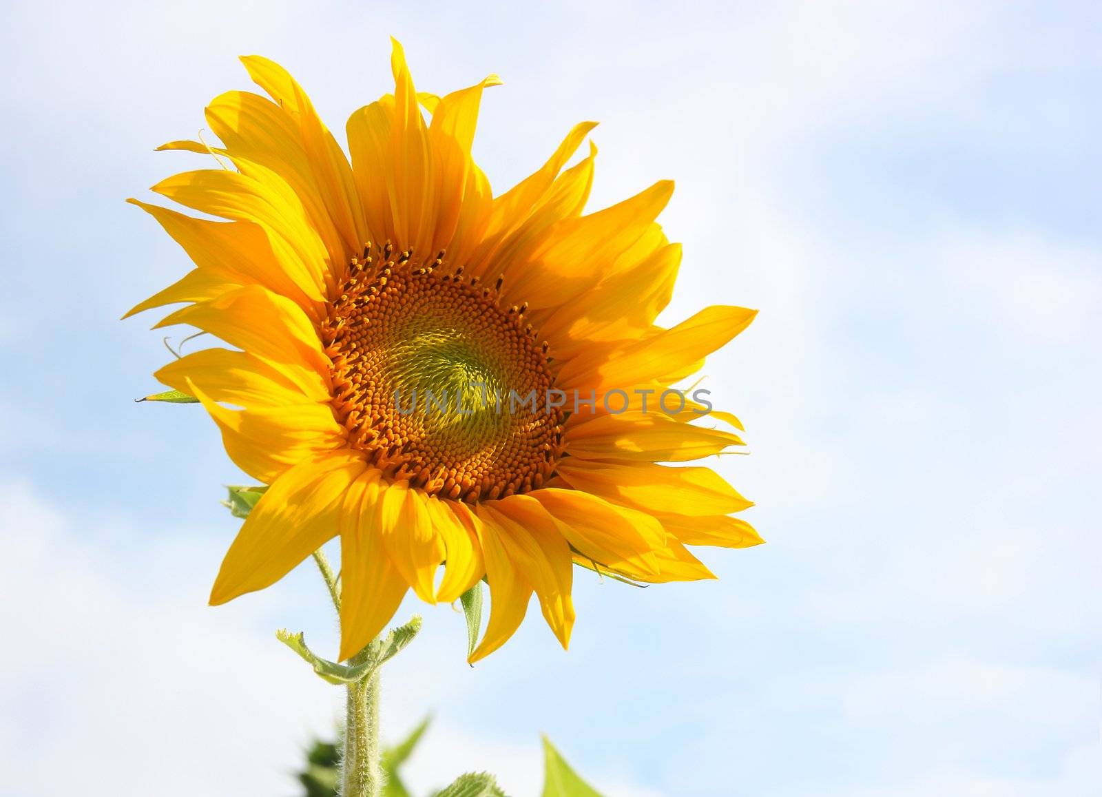 Beautiful sunflower against blue sky