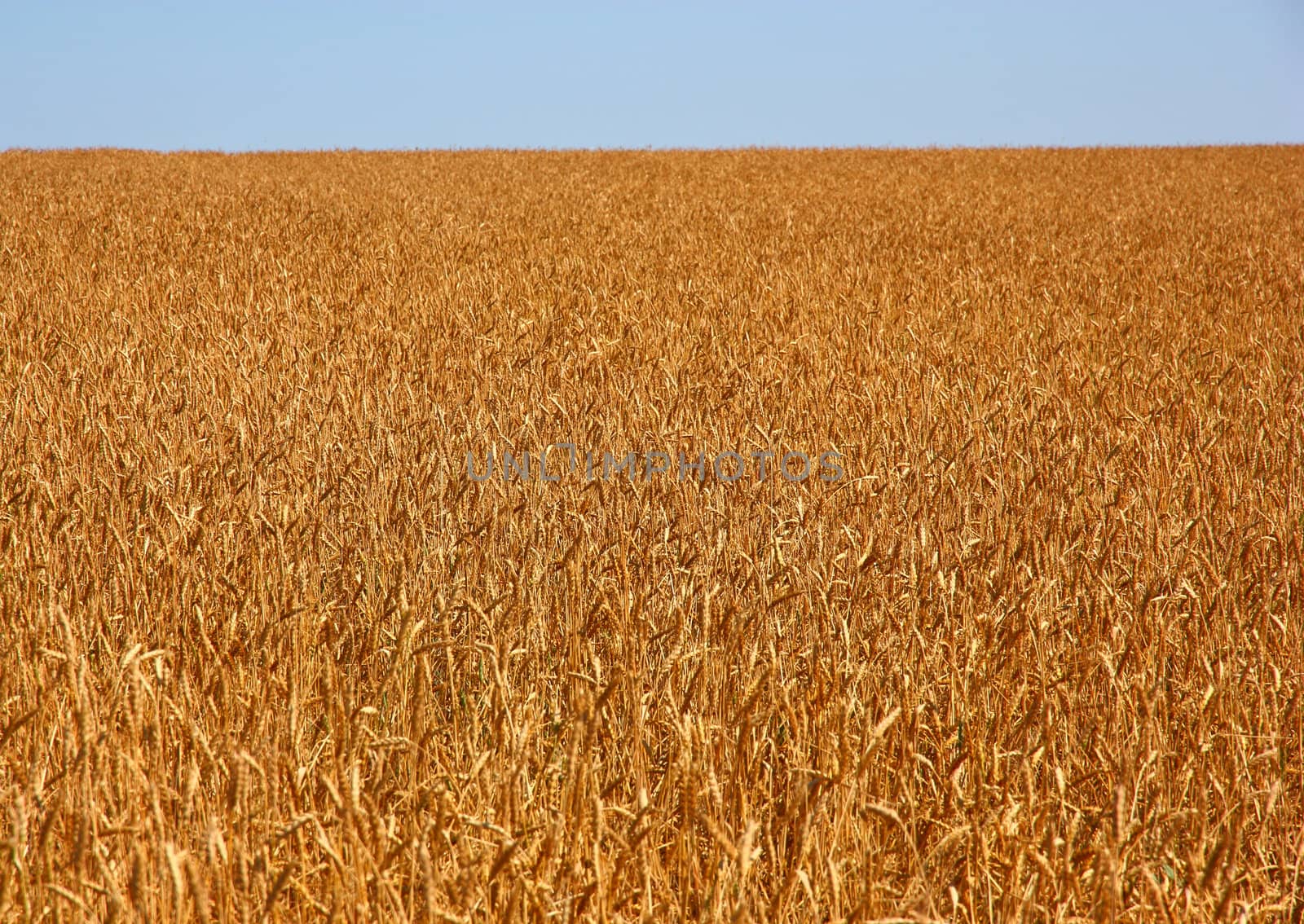 Yellow grain ready for harvest growing in a farm field