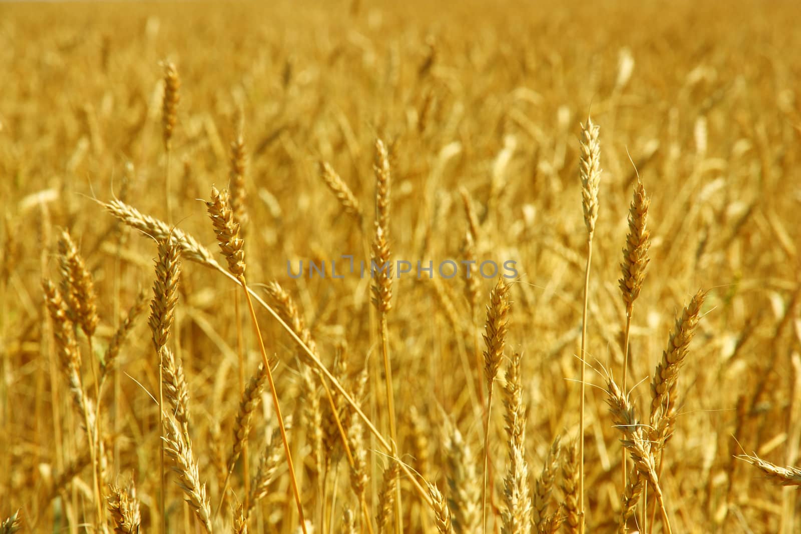Yellow grain ready for harvest growing in a farm field