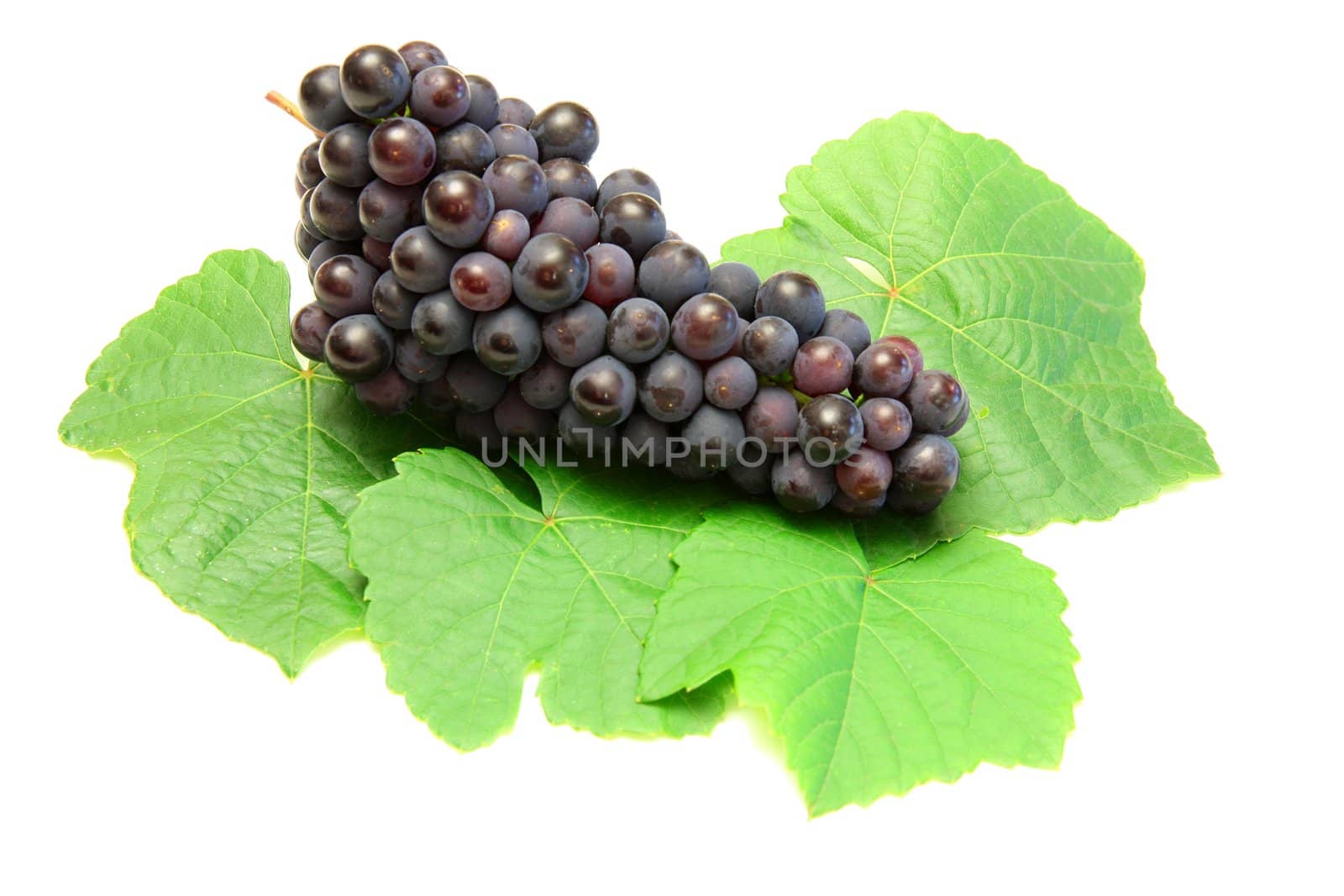 Blue grape with green leaf, isolated on white background