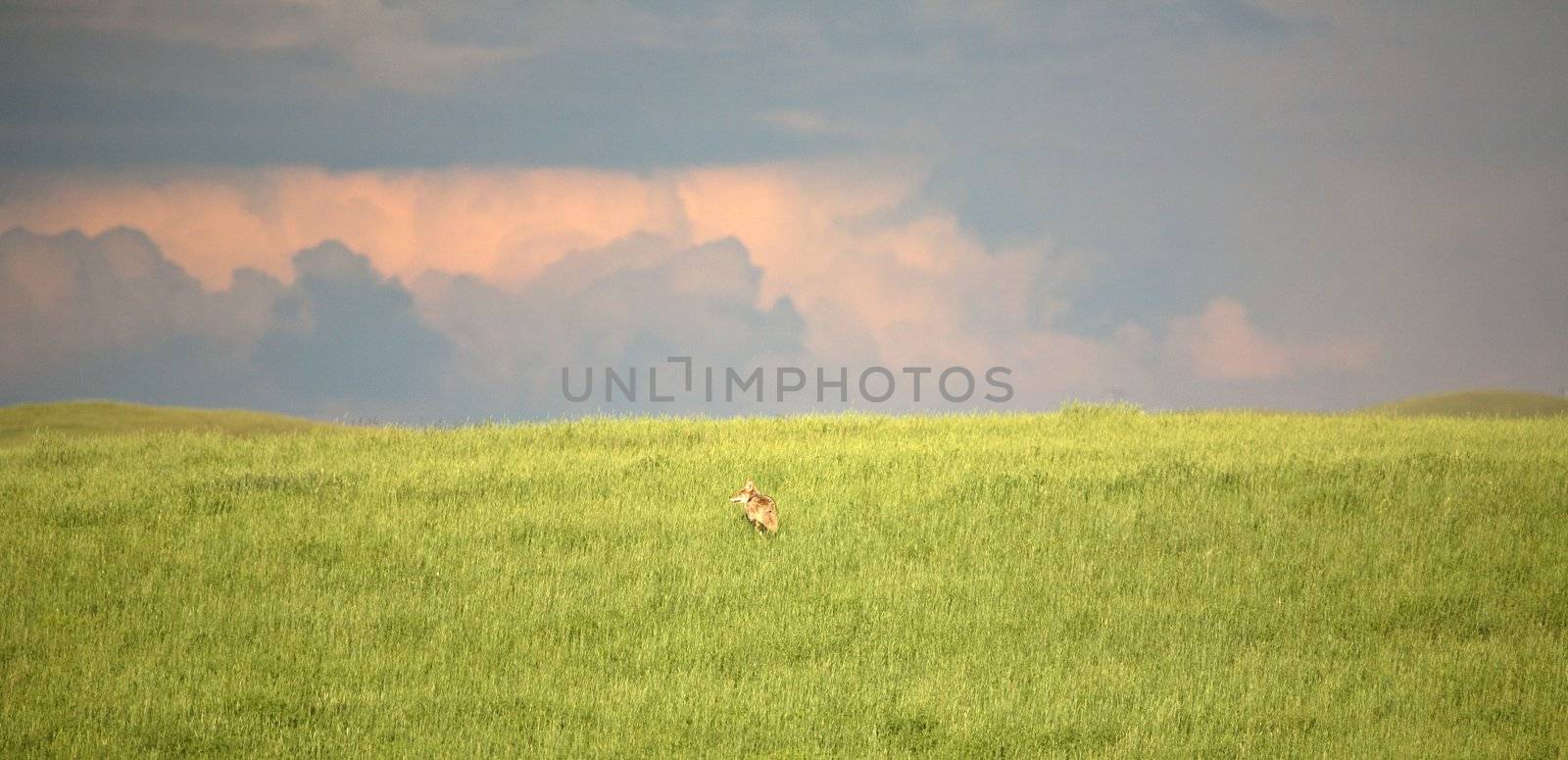 Coyote running in a Saskatchewan field by pictureguy
