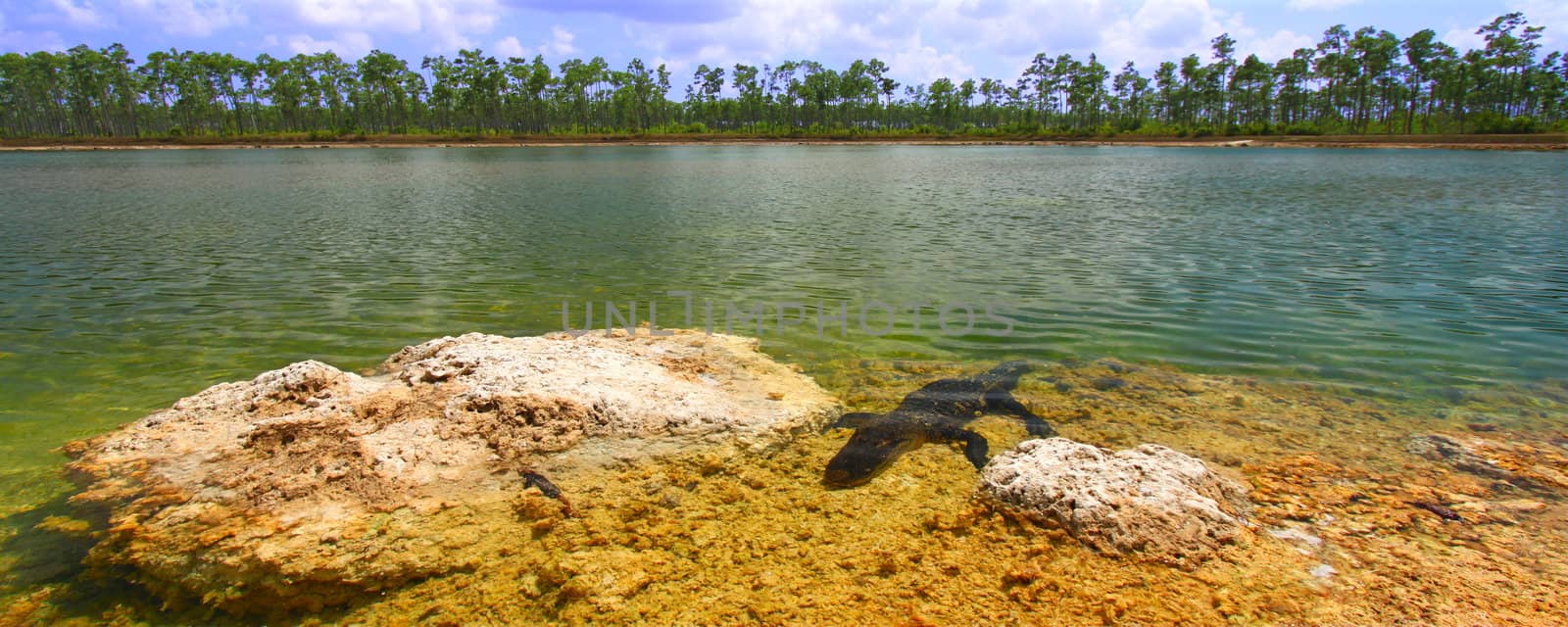 An American alligator rests in a clear pond at the Everglades National Park - Florida.