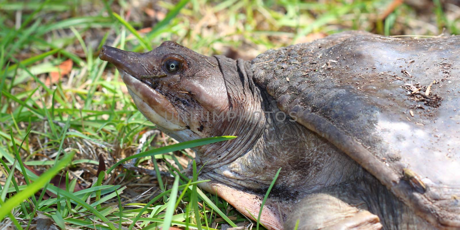 Florida Softshell Turtle (Apalone ferox) by Wirepec