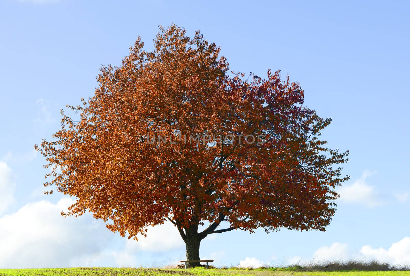 a bench under a tree in te fall season