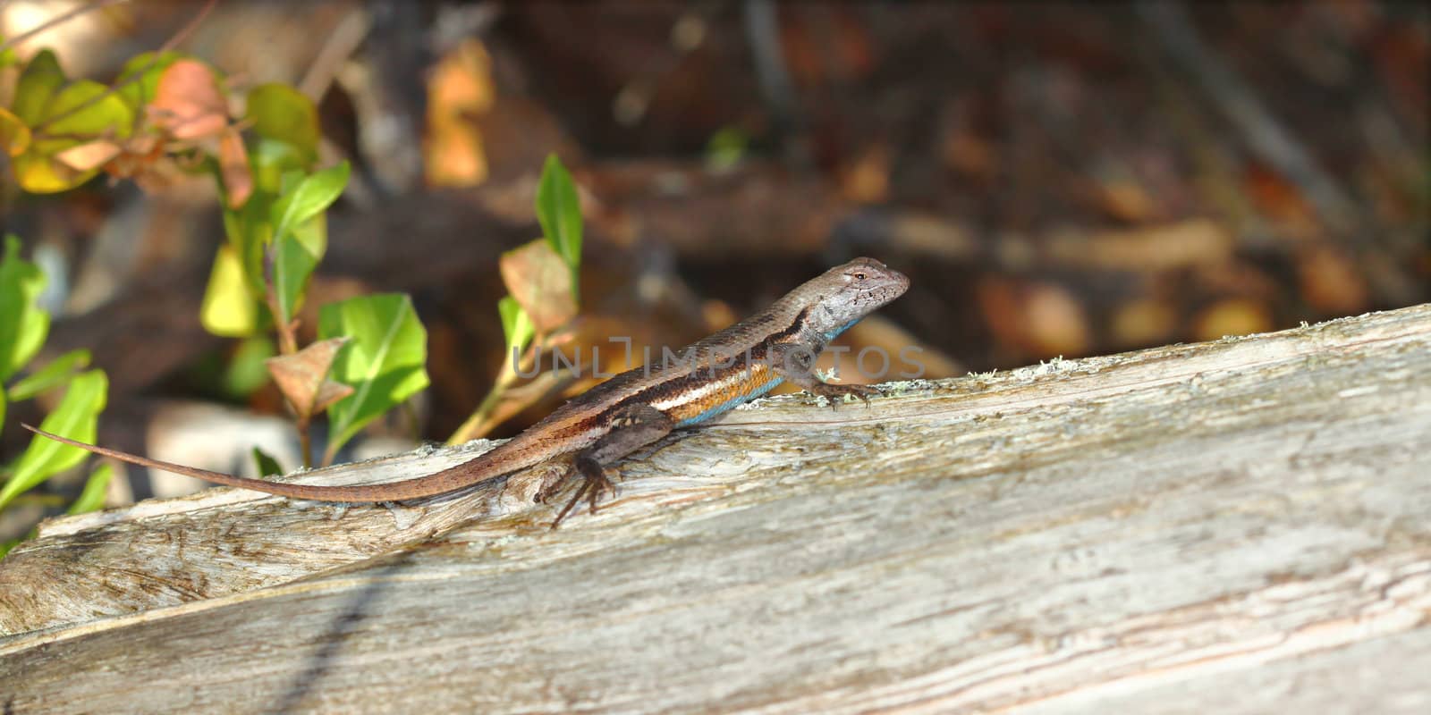 Florida Scrub Lizard (Sceloporus woodi) by Wirepec