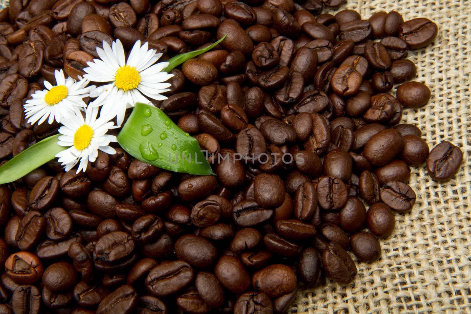 Studio Shot of Coffee Beans