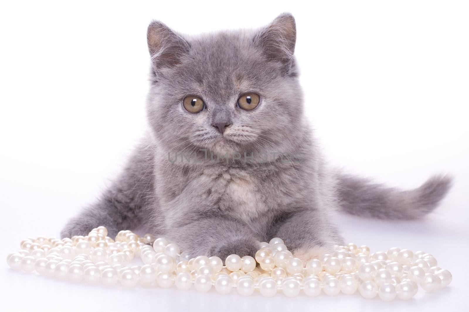 little kitty with pearls on a white background