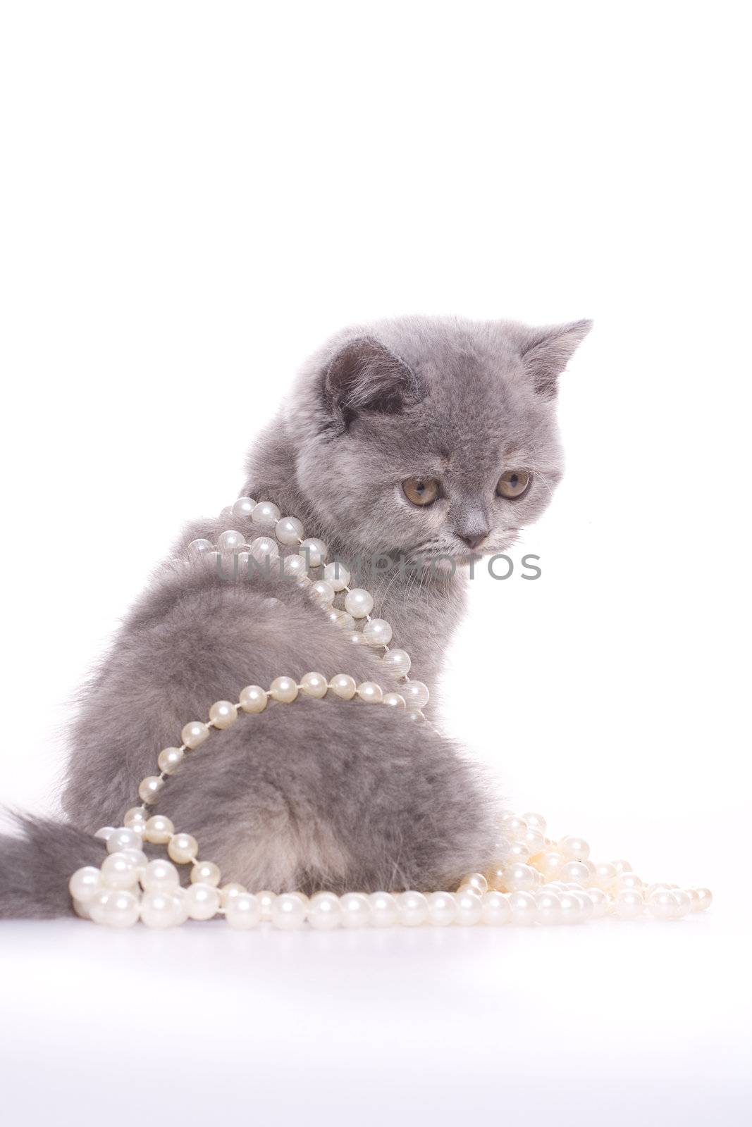 little kitty with pearls on a white background