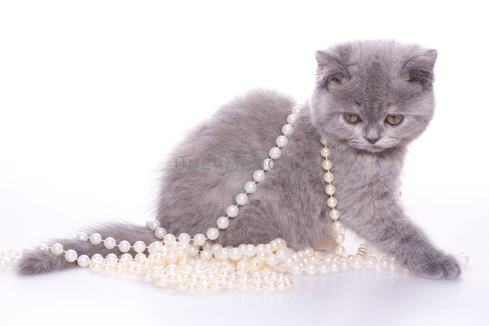 little kitty with pearls on a white background