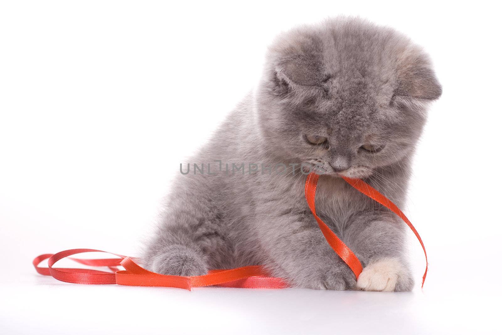 little kitty with red ribbon on a white background