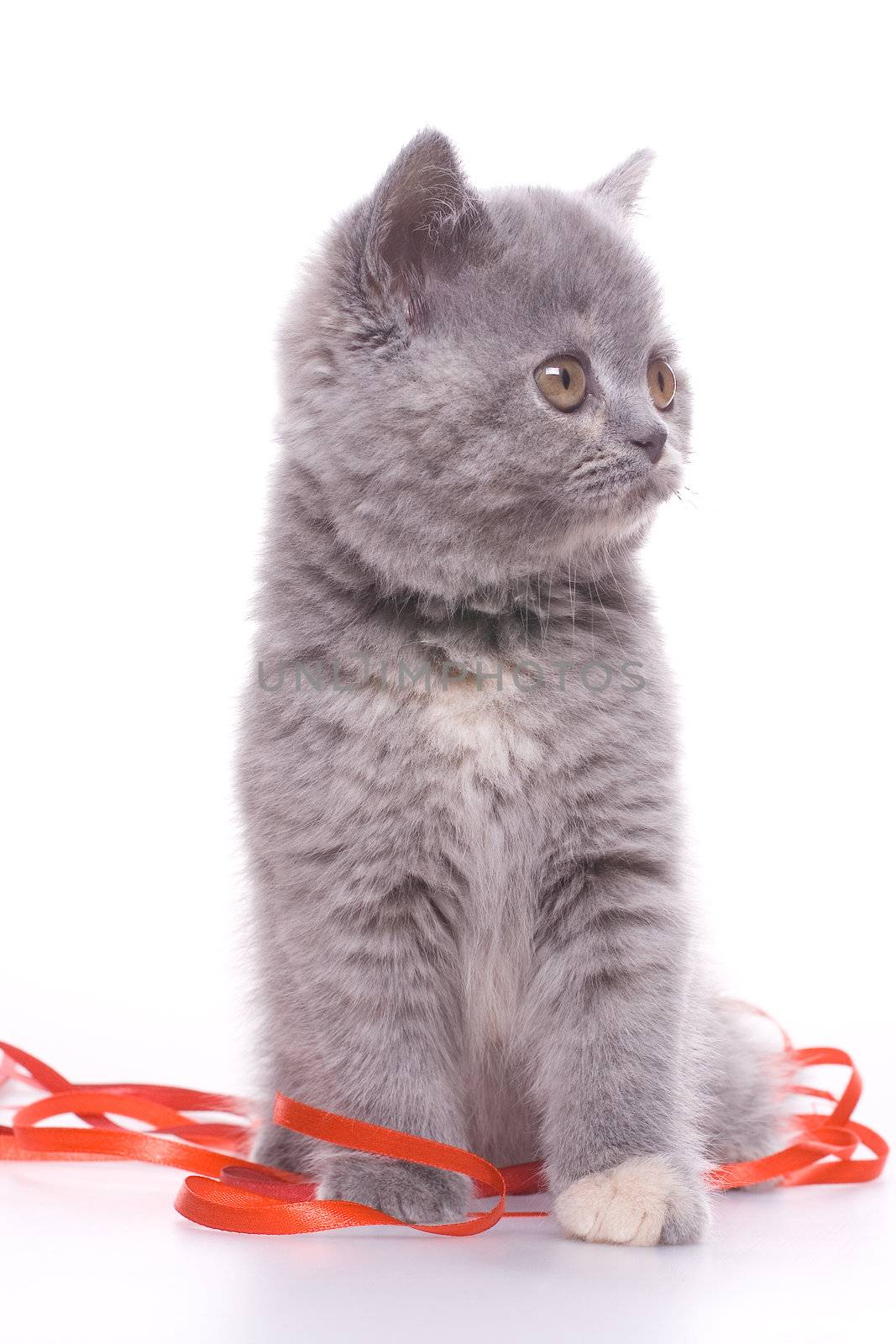 little kitty with red ribbon on a white background