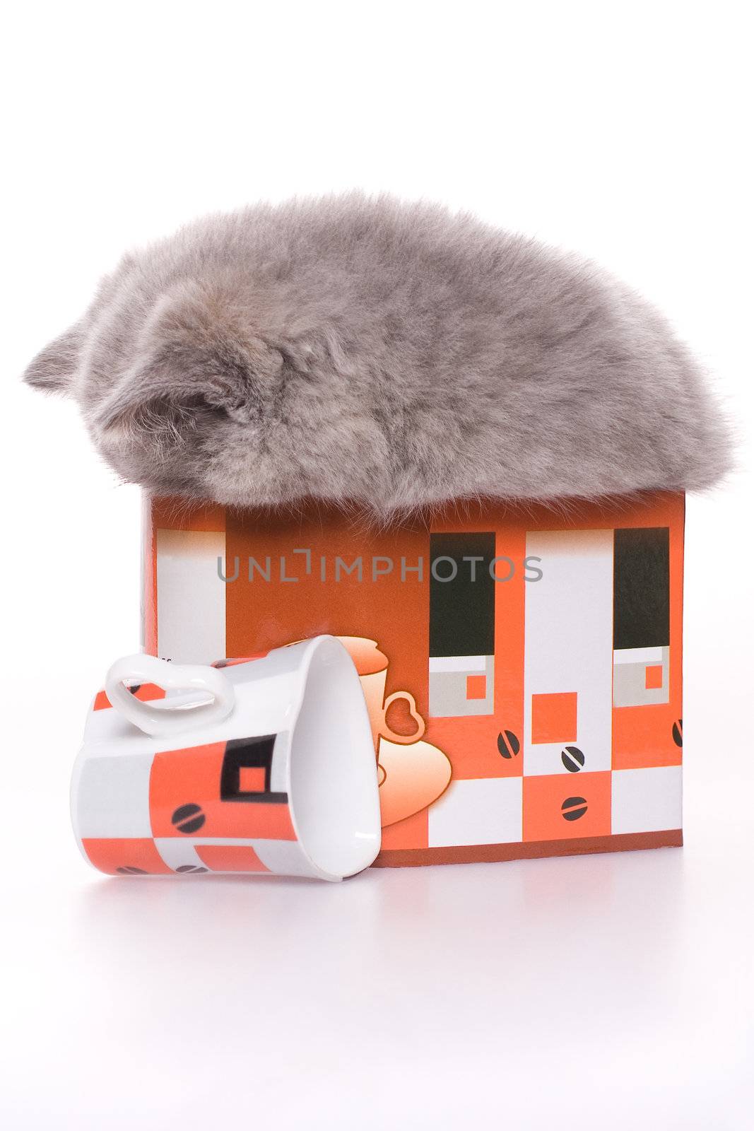 little kitty in the box on a white background