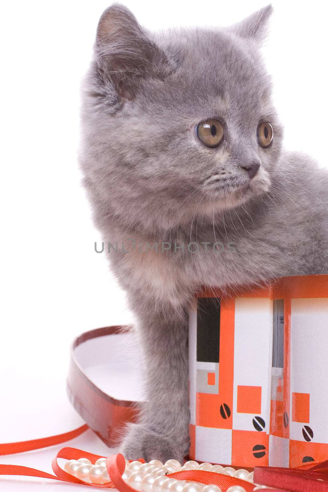 little kitty in the box on a white background