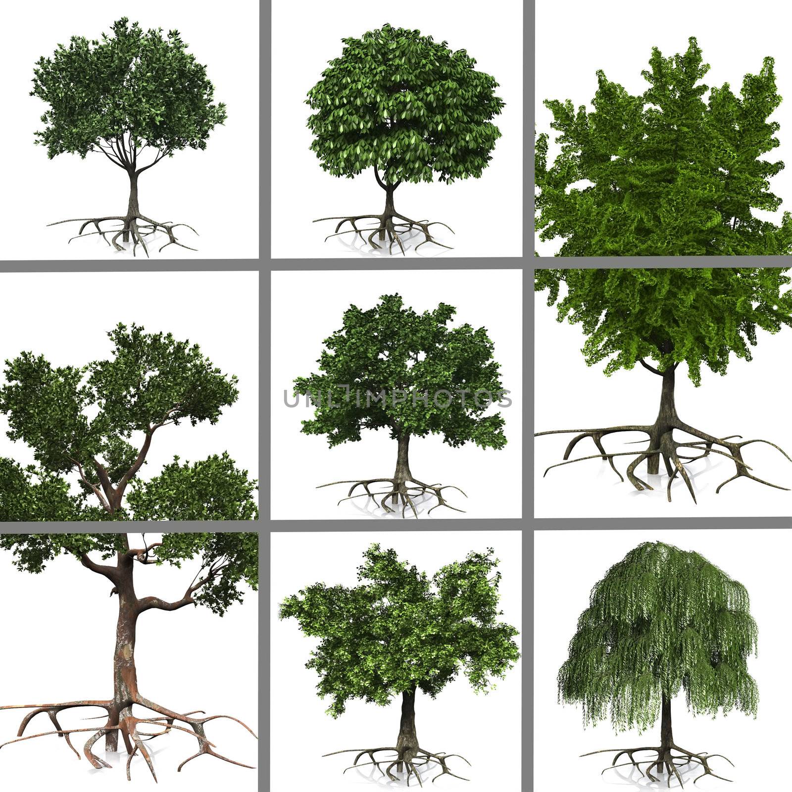 compositing of trees by njaj