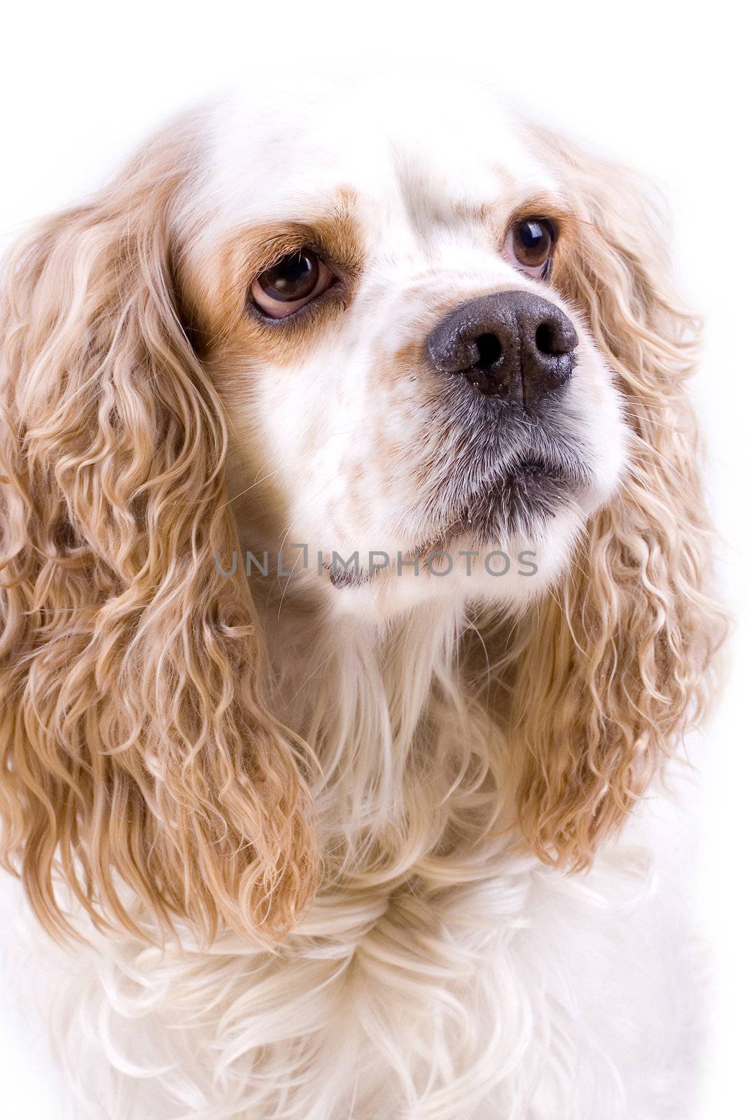 cute playful dog on a white background