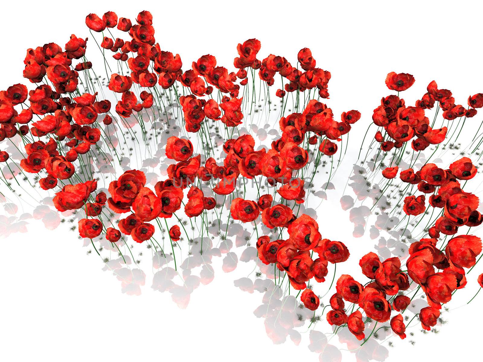 round of poppies on white background