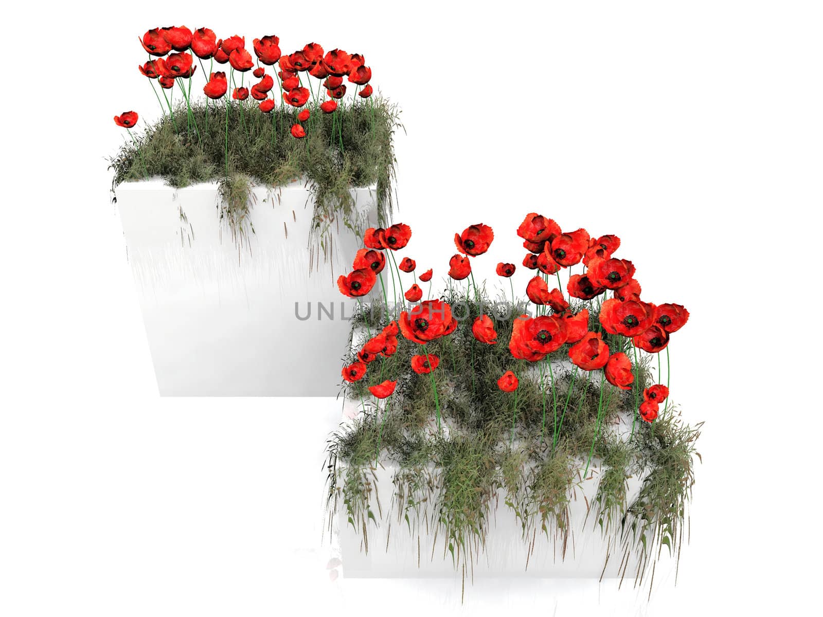 poppies on a white background