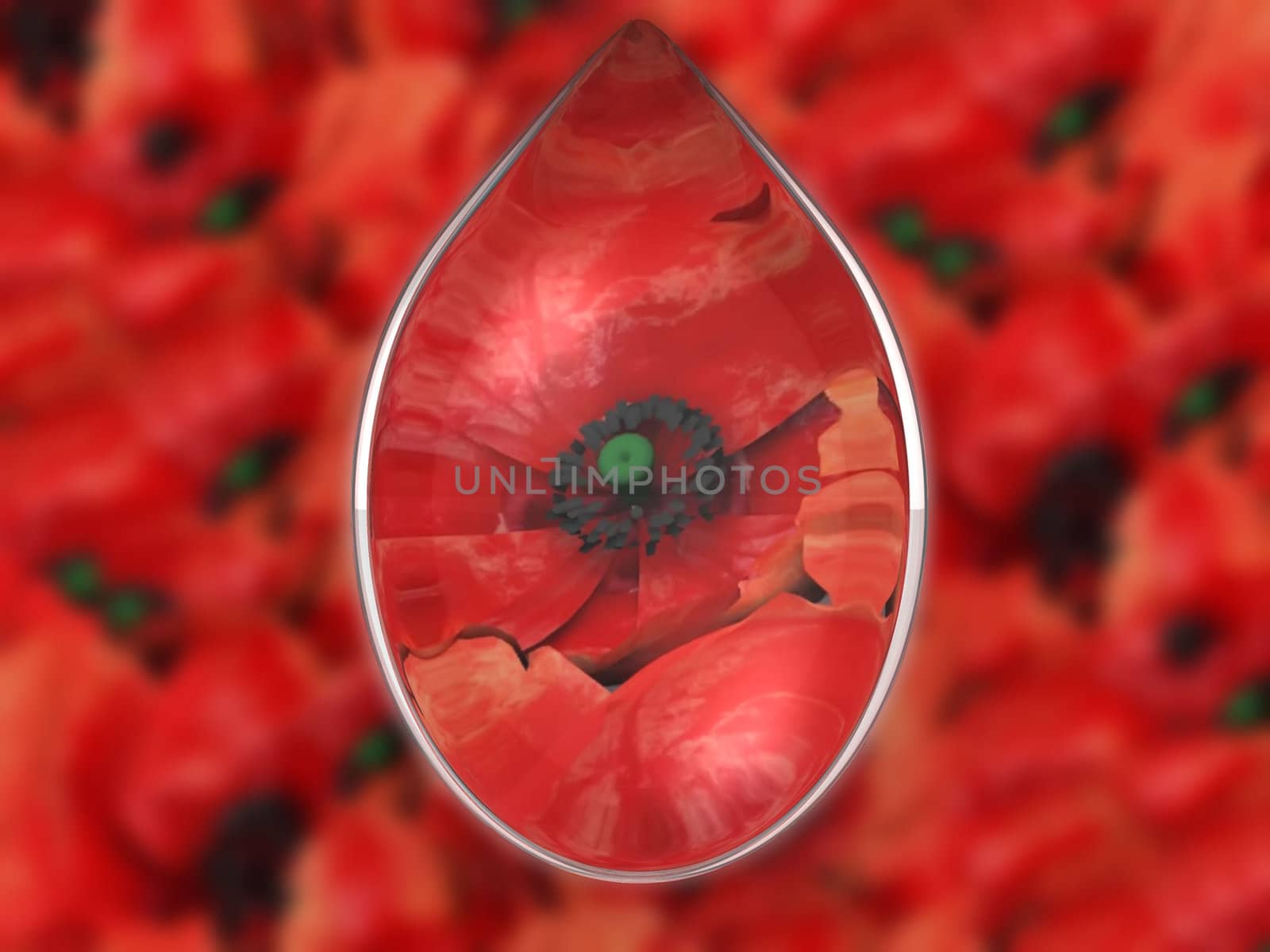poppies and the drop 