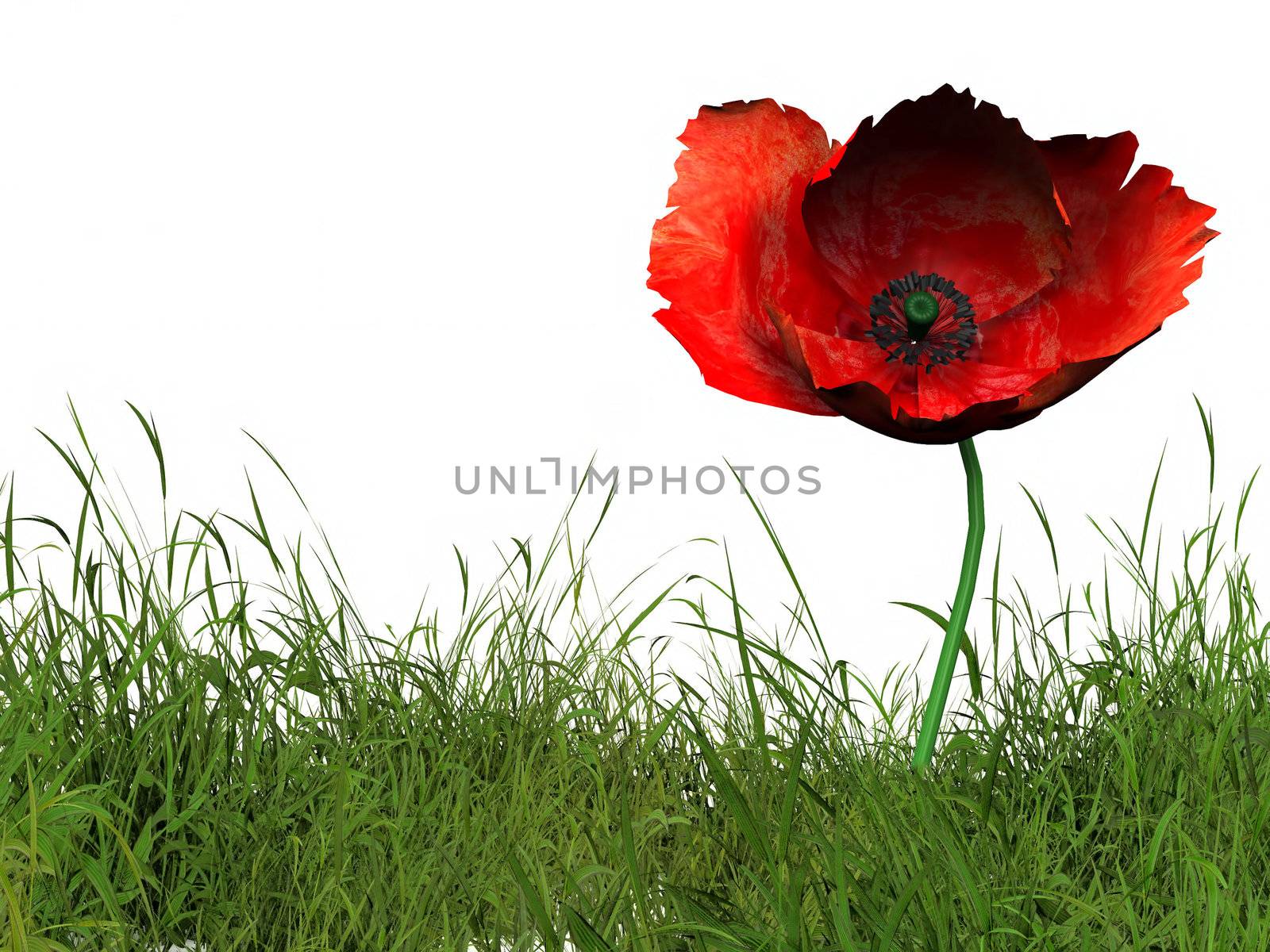 one poppy in the green grass