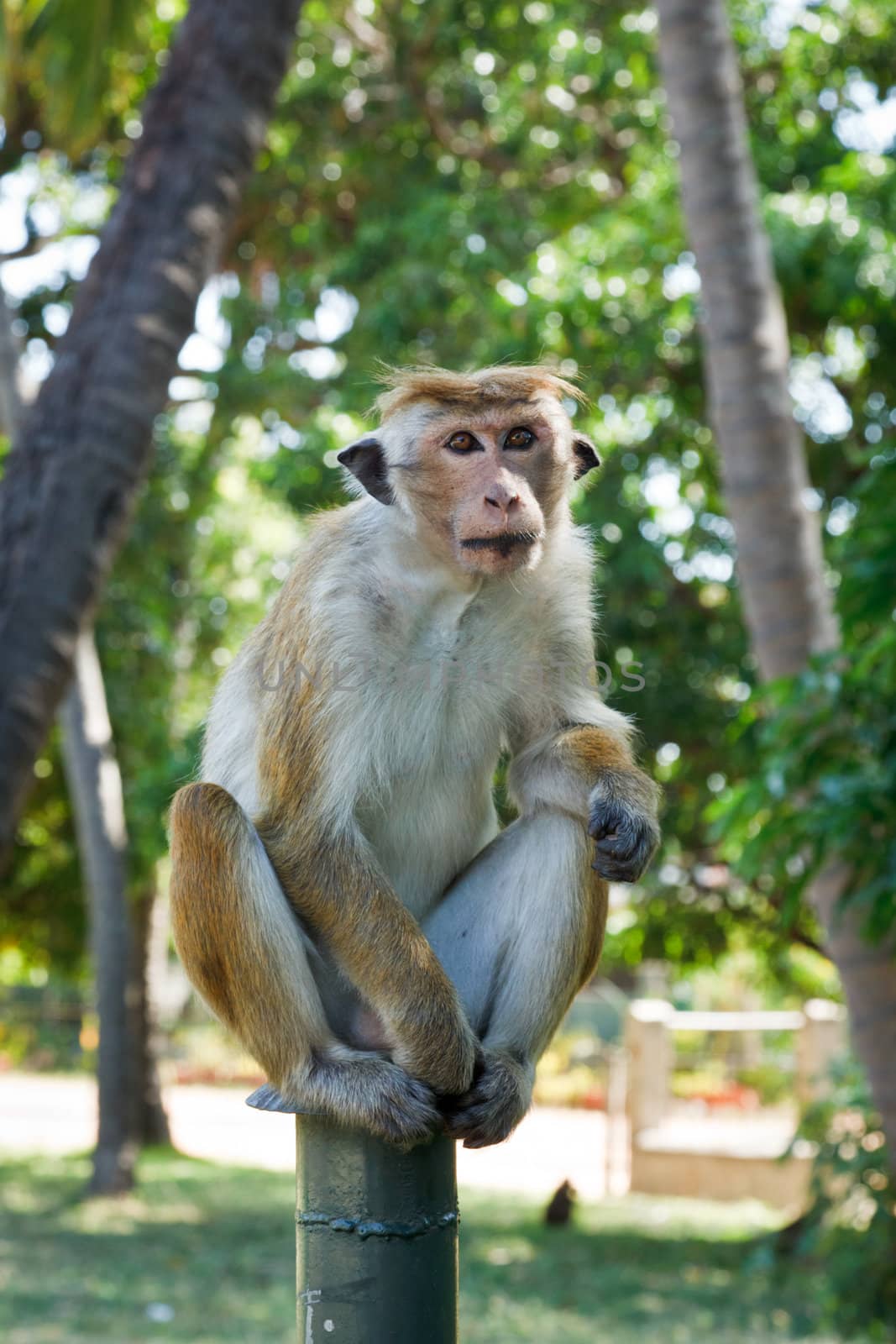 Monkey - long tailed macaque. Sri Lanka