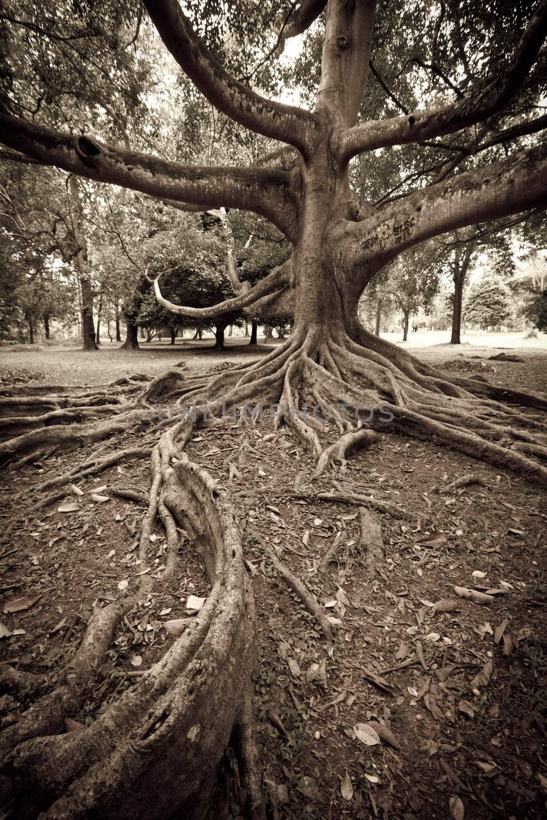 Tropical tree roots. Aged look. Sri Lanka