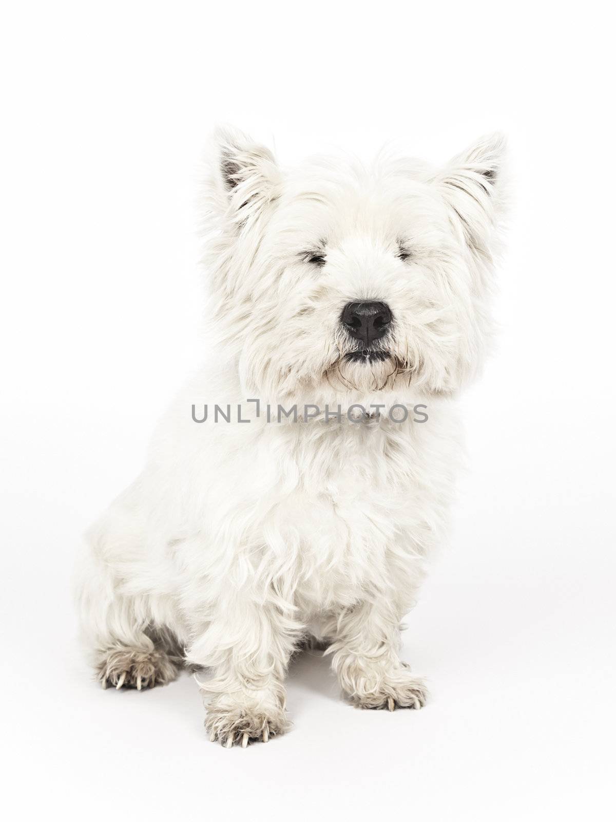 white Terrier by magann