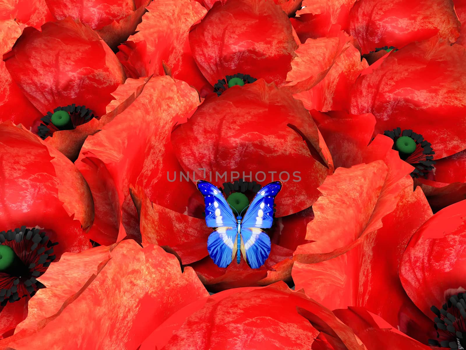the butterfly and poppys